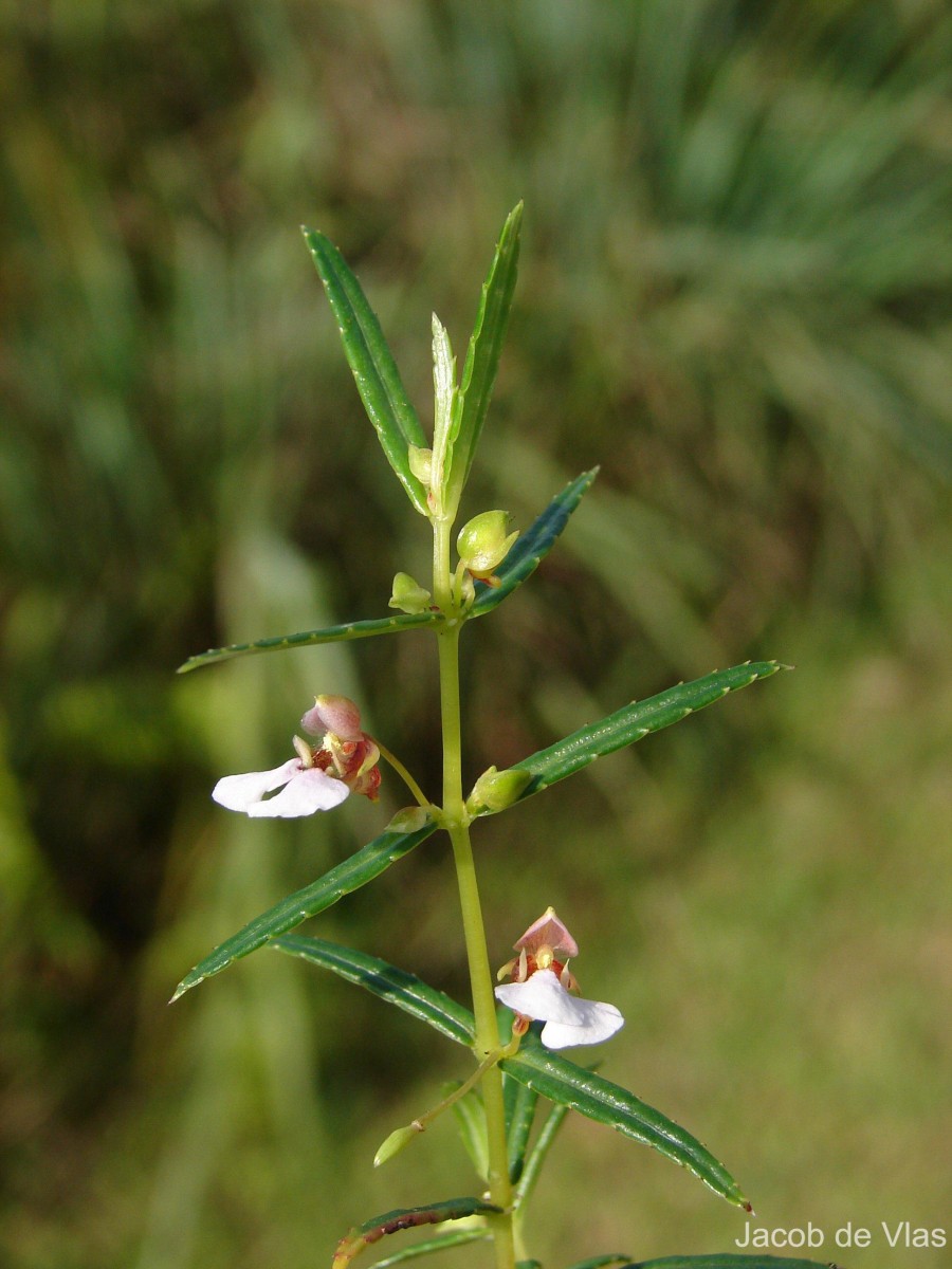 Impatiens oppositifolia L.